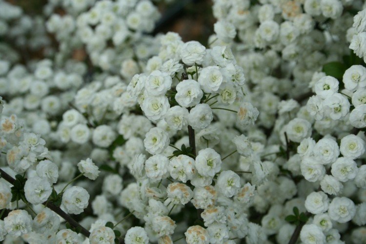 arbustos floridos idéia de ameixa-like-sparaceae-spiraea-prunifolia