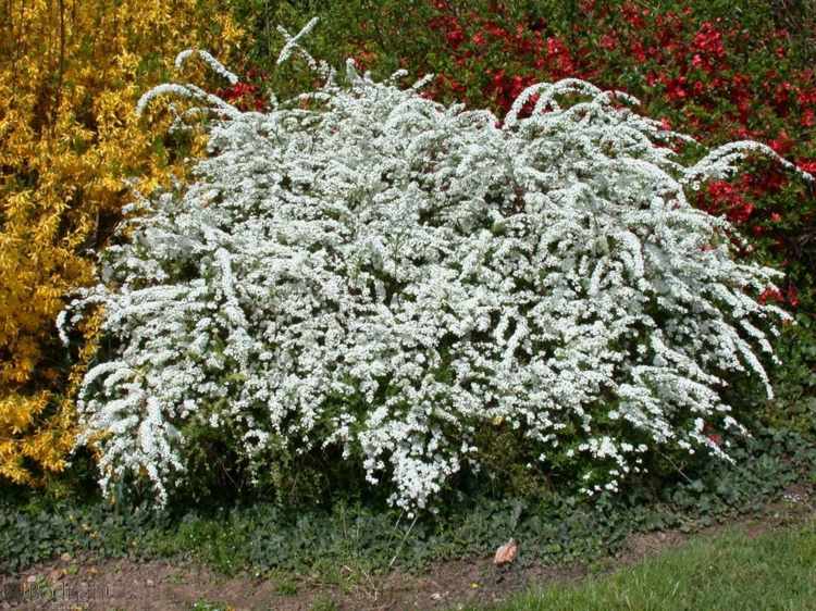 flowering-bushes-spirea-arguta-tips-care-sun