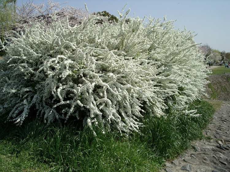 floração-arbustos-thunbergii-primavera-verão-ramos-flor stand