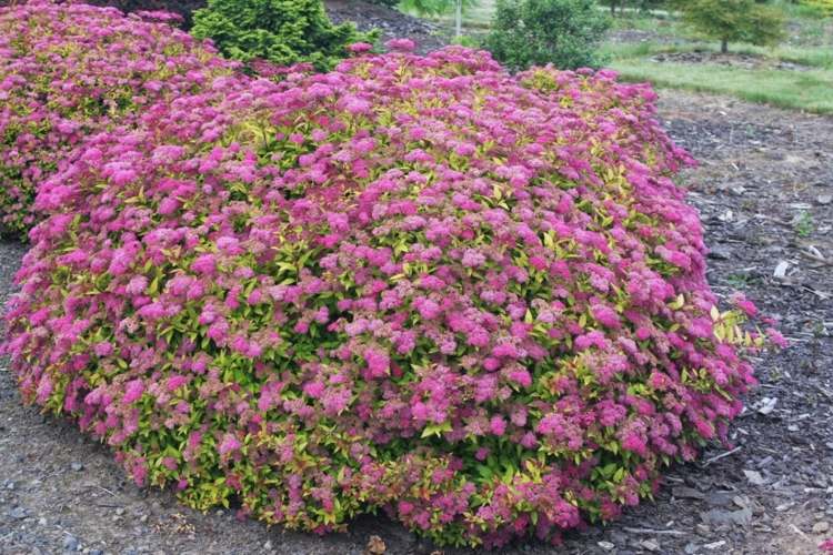 floração-arbustos-spiraea-japonica-mágico-tapete-arbusto ornamental