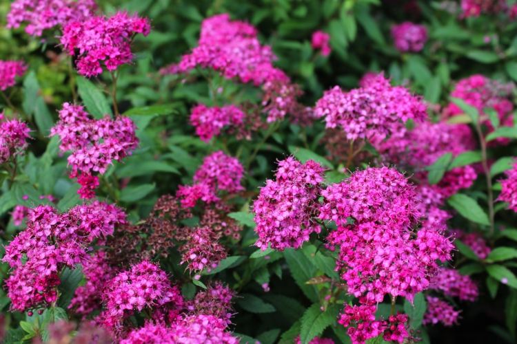 florescendo-arbustos-anthony-waterer-pink-colours-hobbygaertner