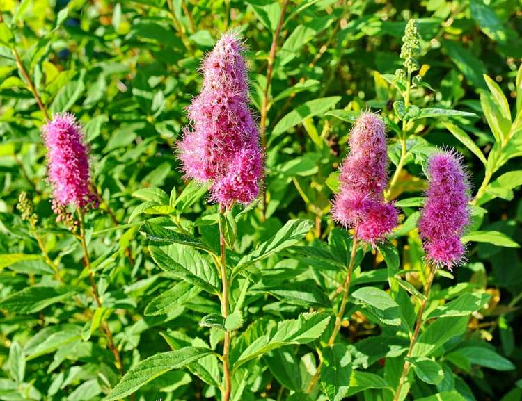 flowering-bushes-spirea-billardi-cone-shape-blueeten-green-leaves