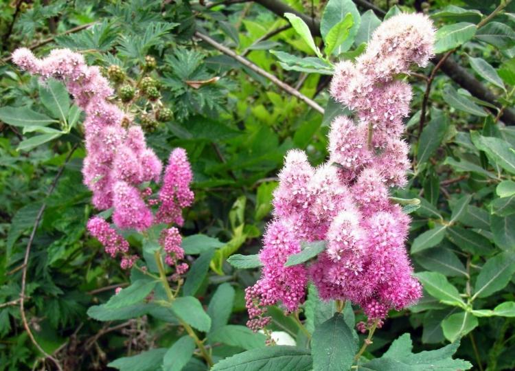 Blossoming-arbustos-spirea-douglasii-pink-tall-sparrows-fachada-decoration