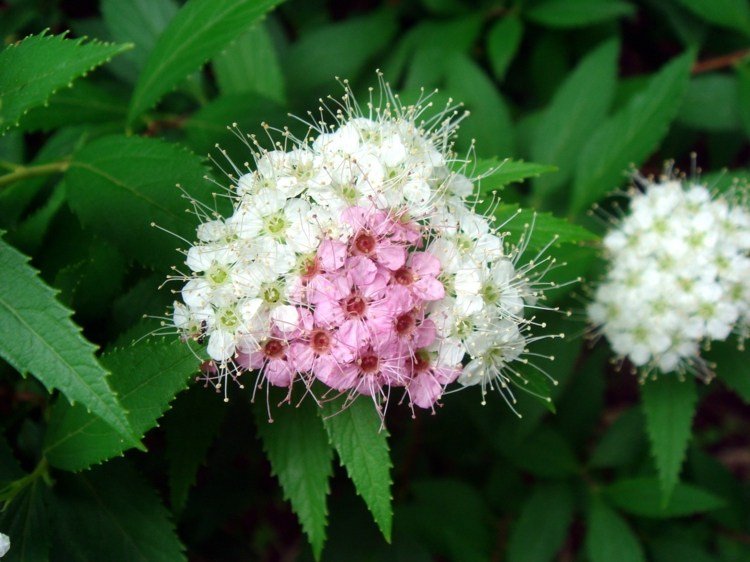 arbustos floridos pardais-inflorescência-branco-rosa-espetáculo da natureza
