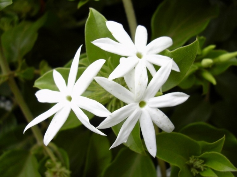 Flores na varanda-branco-escalada-jasmim