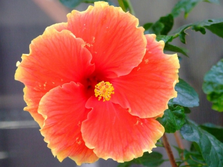 Hibisco de verão laranja-avermelhado na varanda