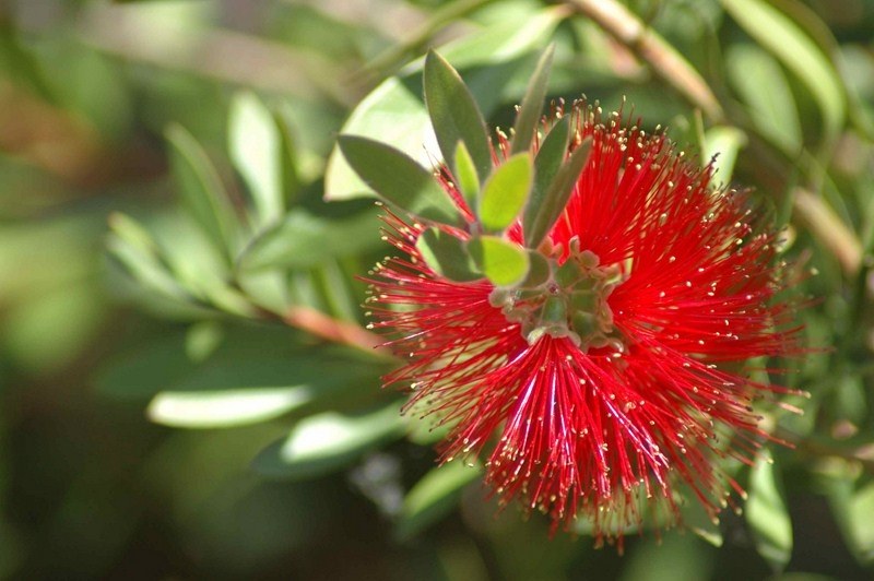 Esplendor de limpador de flores-varanda-fogo-cilindro vermelho