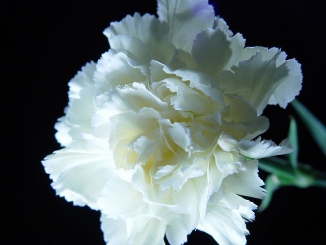 flor branca delicada limpeza pureza boa sorte