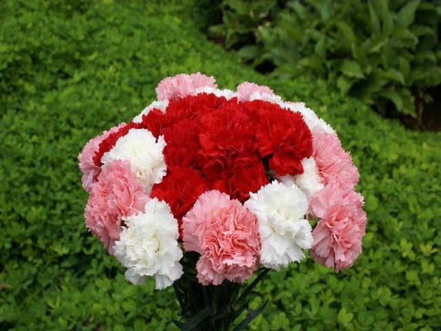 buquê de flores cravos jardim fresco ao ar livre
