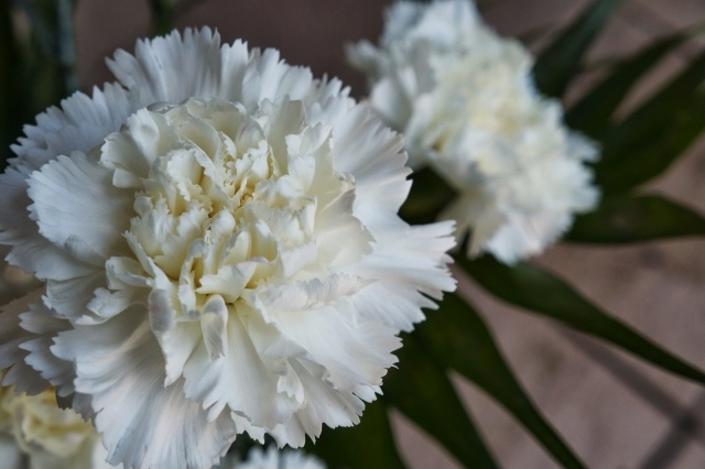 flor cravo certo significado tem cores diferentes
