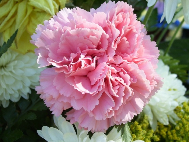 flor cravo flores rosa combinando com ideias para o dia das mães