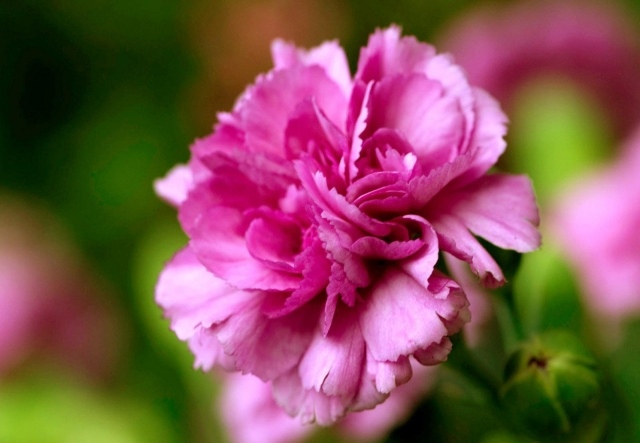flor cravo rosa delicado lindo jardim exterior