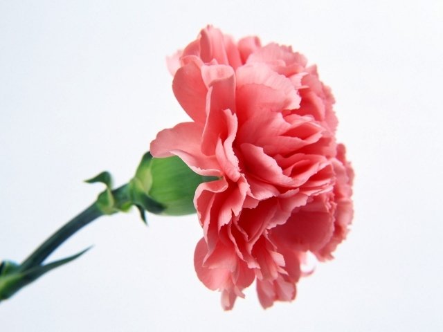 flor cravo flores rosa delicada fragrância linda