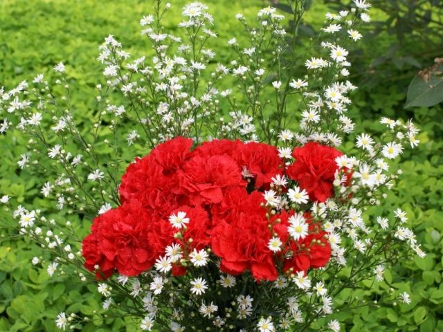 flor cravo amor profundo paixão expressar afeto