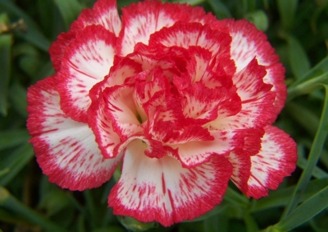 fragrância primavera longa história romanos decoração grécia