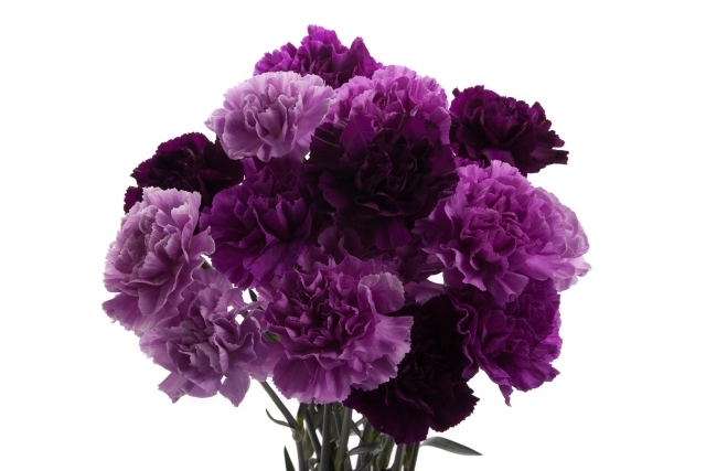 roxo diferente nuance profundo amor eterno afeto