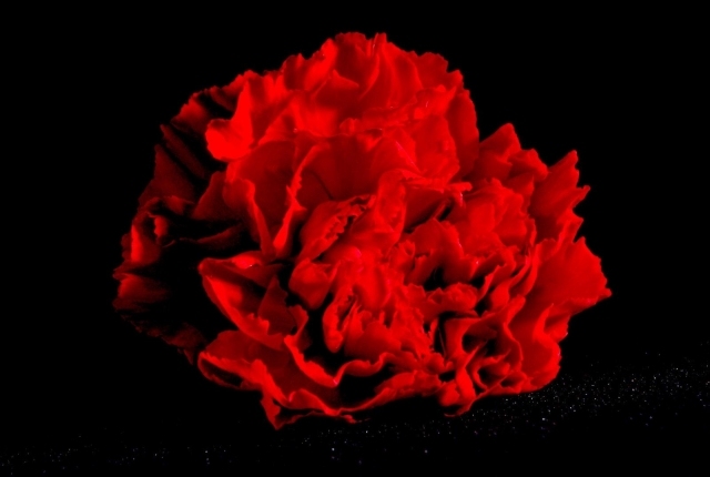 flor cor intensa no amor seja significado romântico