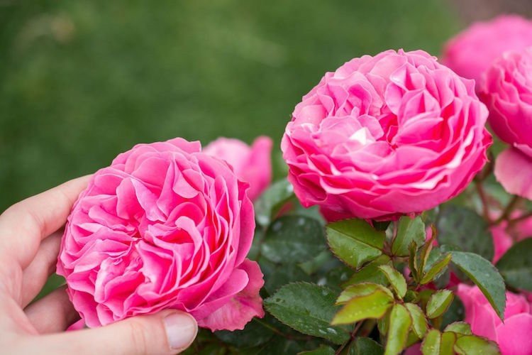 Flores para o casamento rosa cultivadas localmente