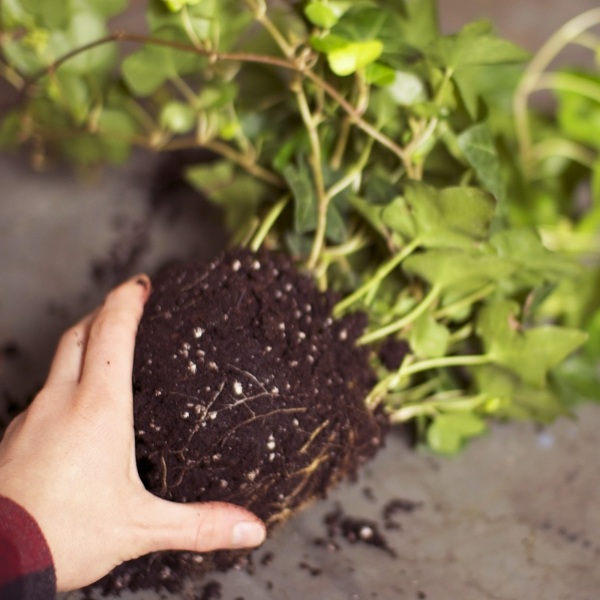 Faça você mesmo ideias de vasos de plantas para cestos pendurados