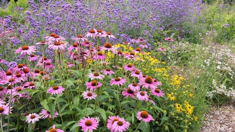 Margaridas e flores do prado no canteiro de flores próximo ao caminho do jardim