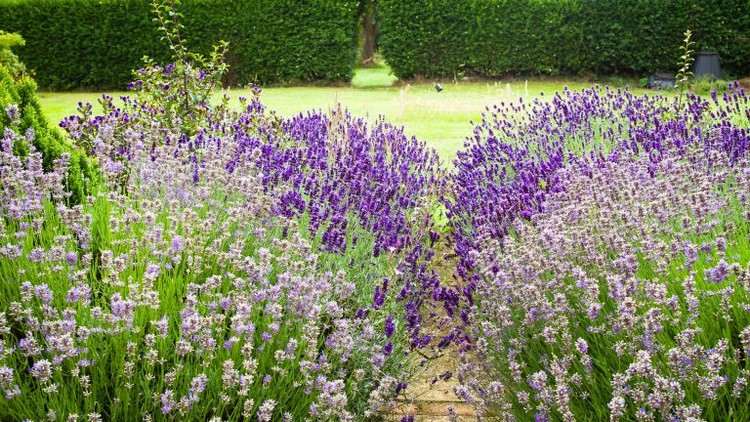 Plante o canteiro de flores no jardim da casa de campo com lavanda na borda