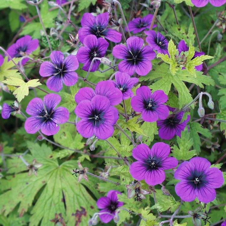 Criação de um canteiro de flores na cobertura do solo do jardim da casa de campo