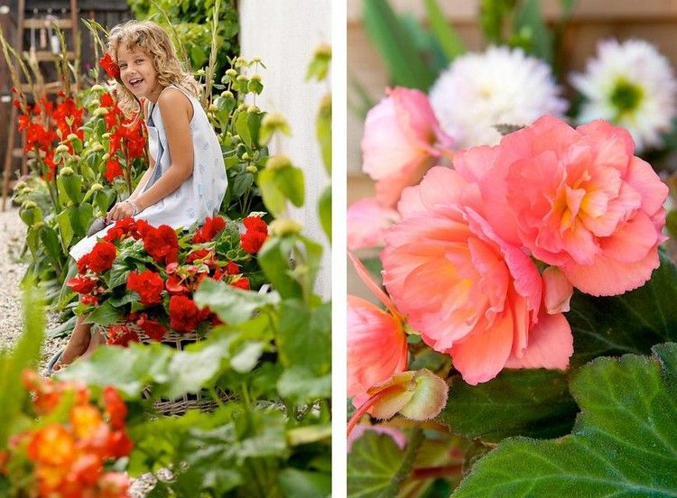 Crie um jardim de casa de campo com flores de begônias na cama