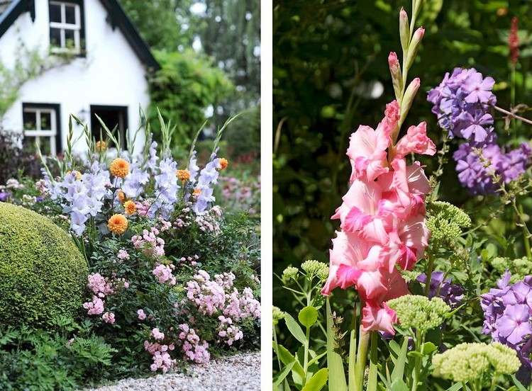 Plantar flores de gladíolo no jardim de uma casa de campo