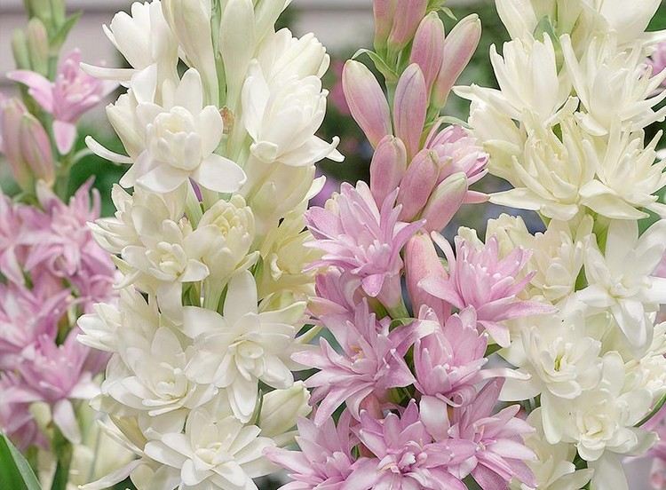 Crie um canteiro de flores no jardim da casa de campo. Plante tubérculos