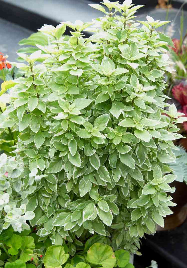 Plante a floreira com vegetais e ervas