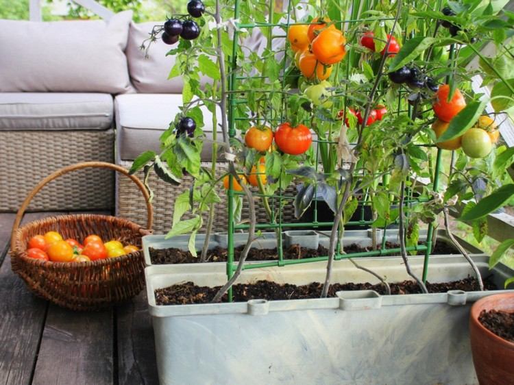 Plantando floreiras com tomates para a varanda