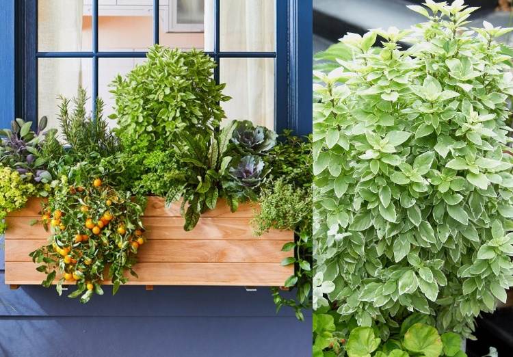 Plantar canteiros de flores com plantas úteis, ervas e vegetais combinam o peitoril da janela