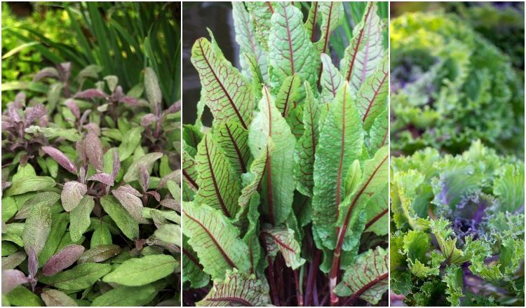 Escolha vegetais e ervas para o plantador na varanda