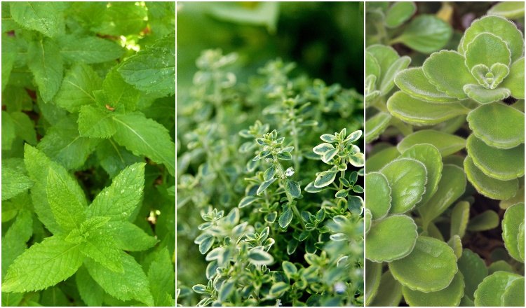 Combine vegetais e ervas no plantador. Dicas