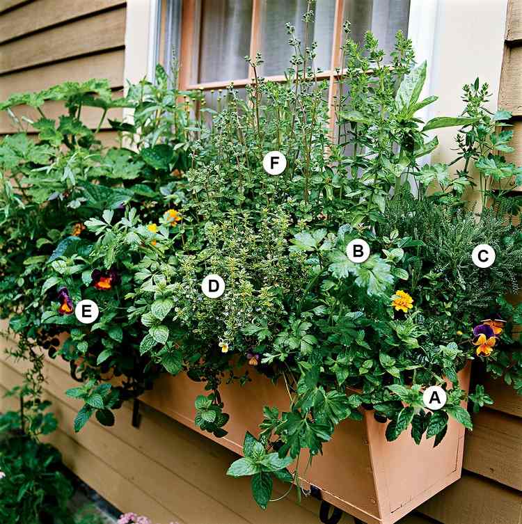 Plano de plantio para canteiros de flores com ervas e especiarias