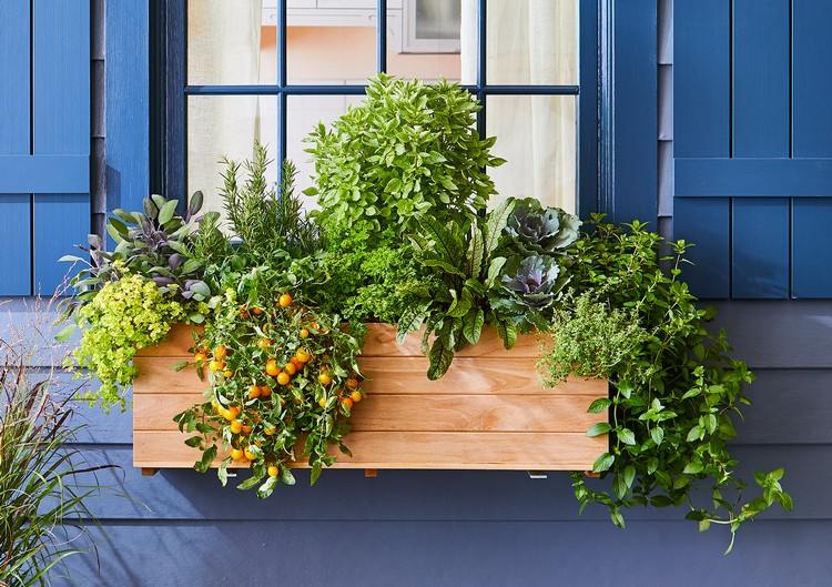 Plantar uma caixa de flores com vegetais e ervas Instruções