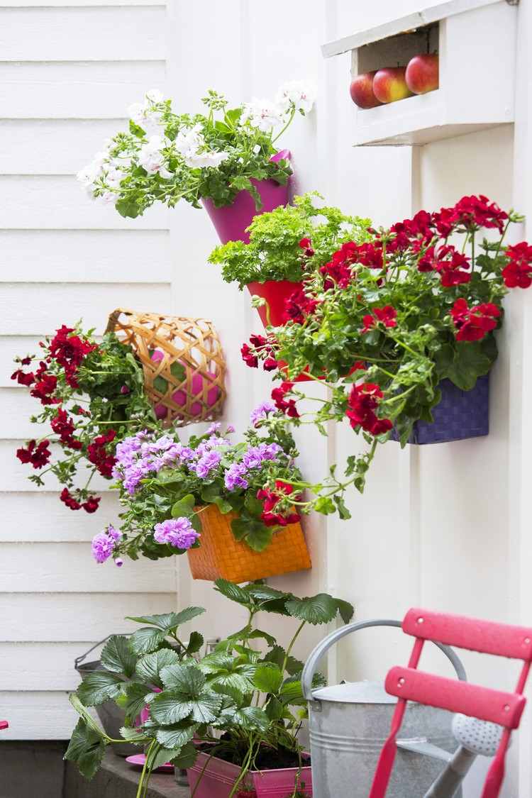 Plantar gerânios em vasos de flores Instruções e dicas de plantio