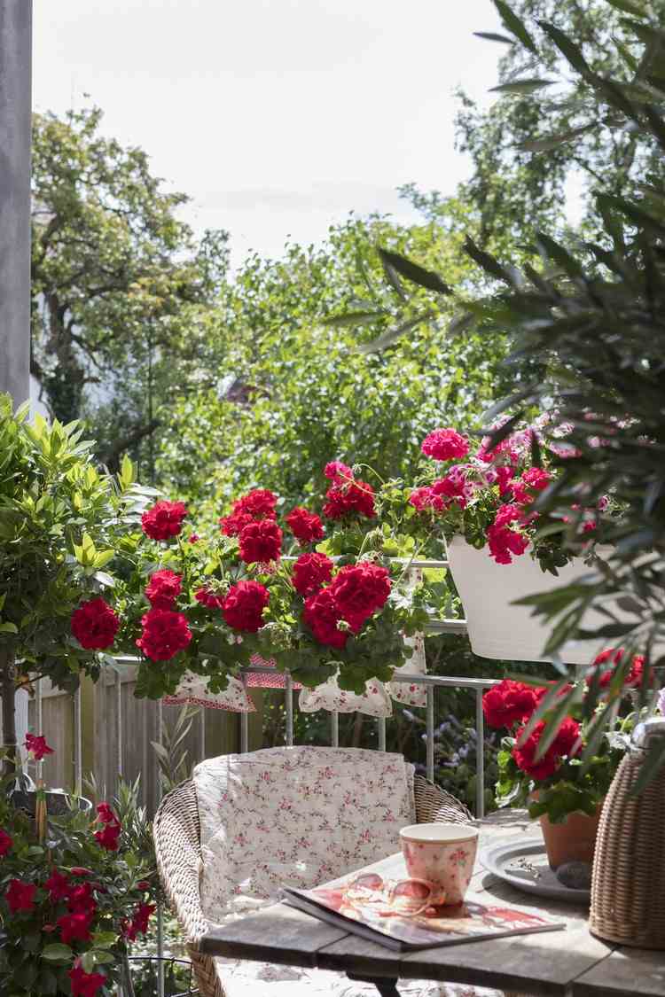 Gerânios no inverno em uma caixa de flores Dicas para jardineiros amadores