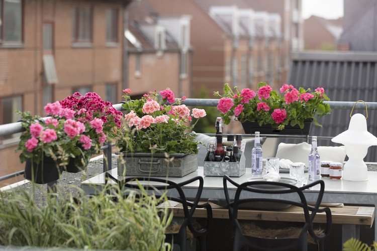 Plantar gerânios em canteiros de flores Idéias para plantas companheiras