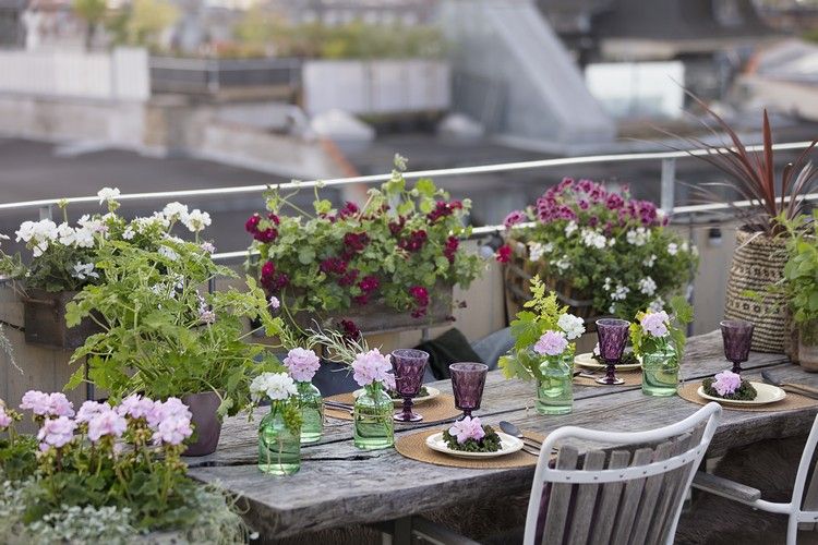 Pendurando gerânios em canteiros de flores, ideias para plantas