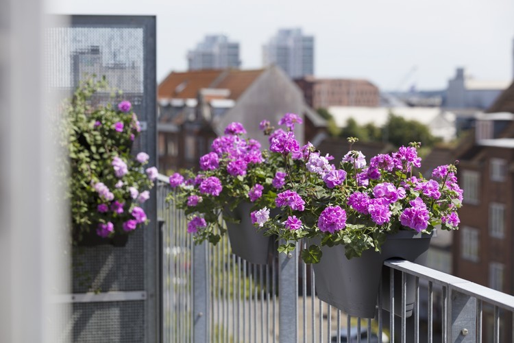 Plantar gerânios em vasos de flores Idéias e instruções