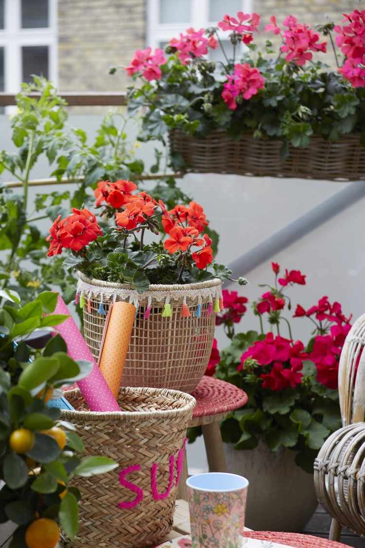 Plante gerânios em vasos e vasos de flores