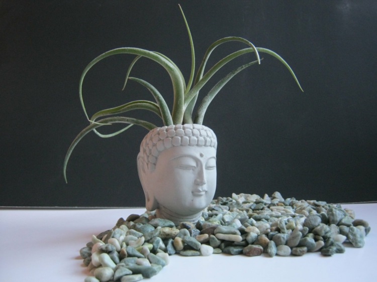 vaso de flores brancas de seixos de aloe vera de Buda