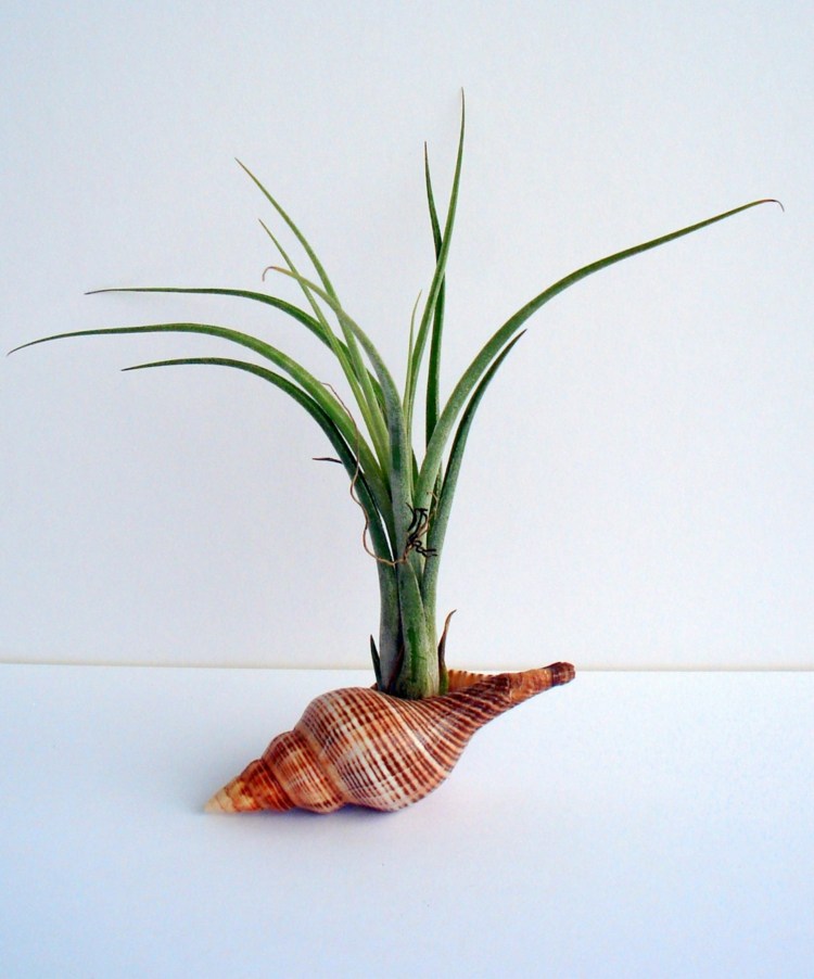 concha vaso de flores projeto graeser plantas ideia deco