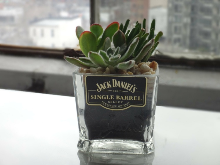 copo de whisky jack daniels vaso de flores inspiração suculenta