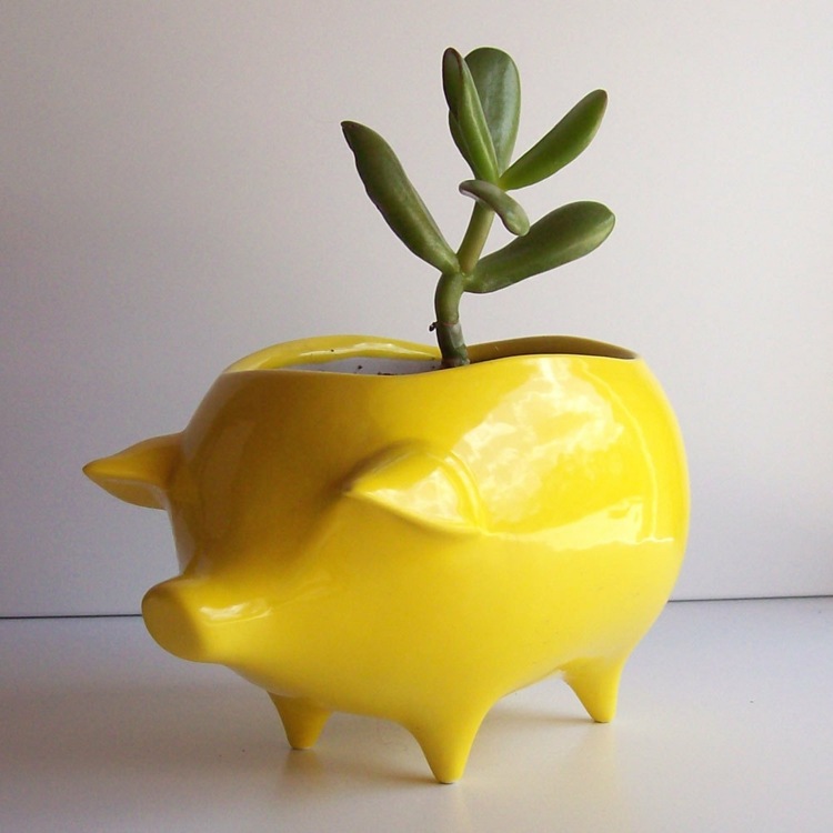 porco amarelo checkout look plantas suculentas ideia de vaso de flores