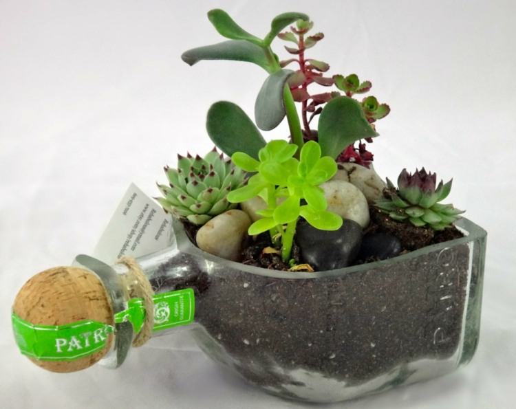 licor garrafa design ideia vaso de flores suculenta cortiça