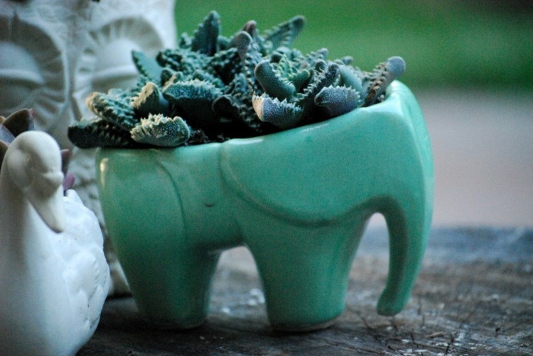 ideia vaso de flores projeto turquesa elefante plantas cisne
