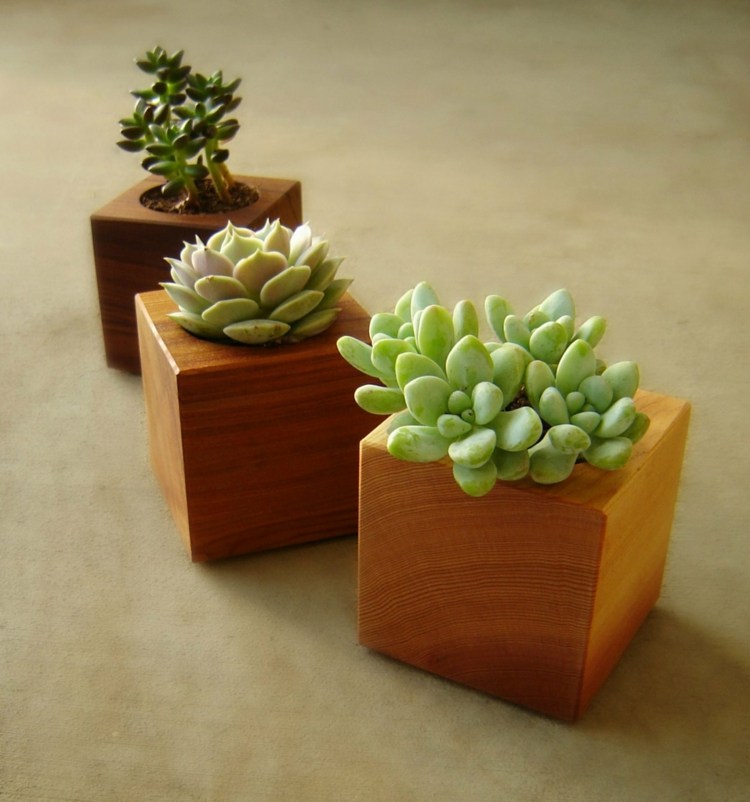 cubo de madeira suculentas plantas interior ideia deco