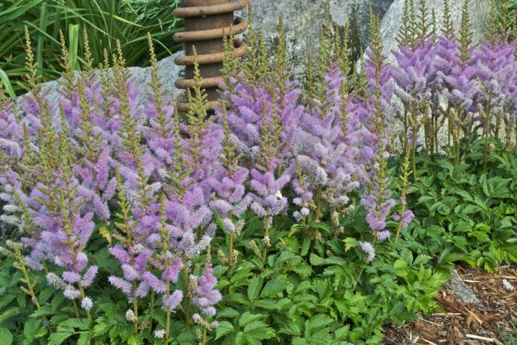 Cobertura do solo para sombra -lilac-blossom-astilbe-chinensis-carpete mastro